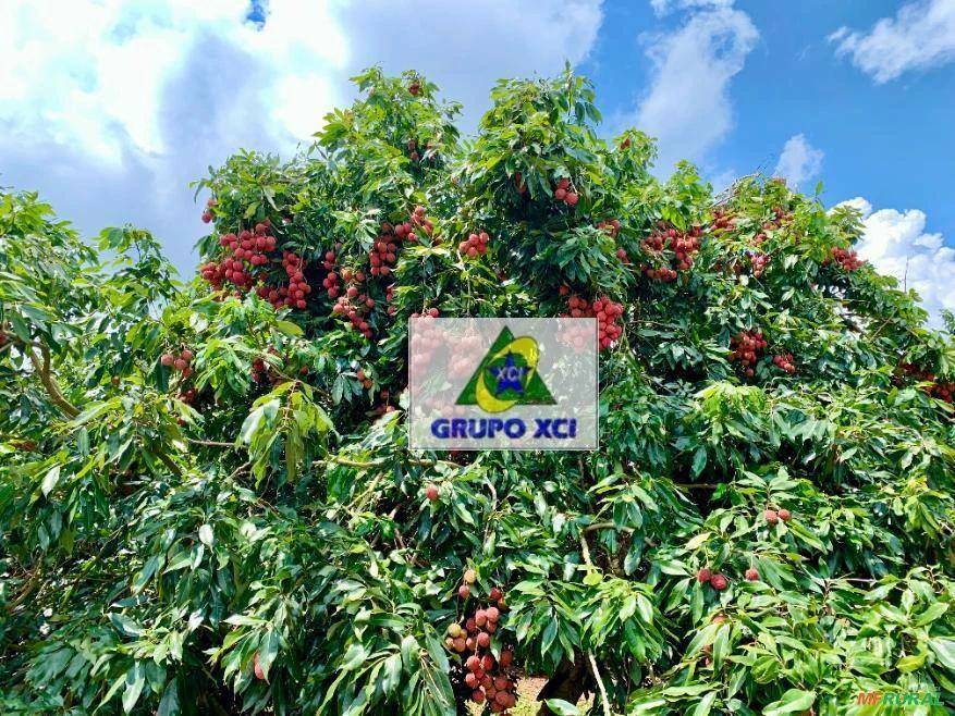 Sítio, 6 quartos, 25 hectares - Foto 12