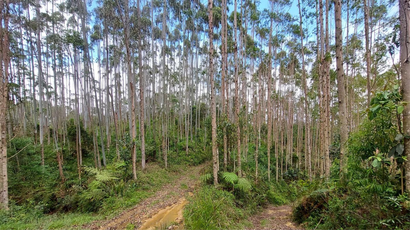 Fazenda à venda, 1564600m² - Foto 15