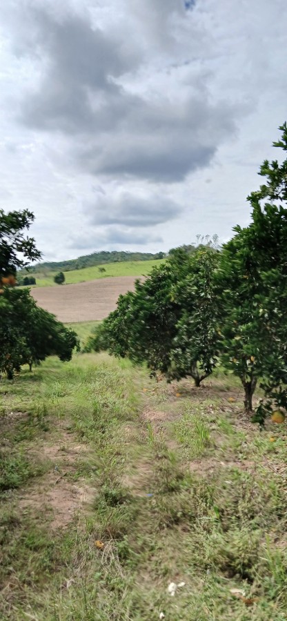 Sítio à venda com 3 quartos, 67000m² - Foto 30