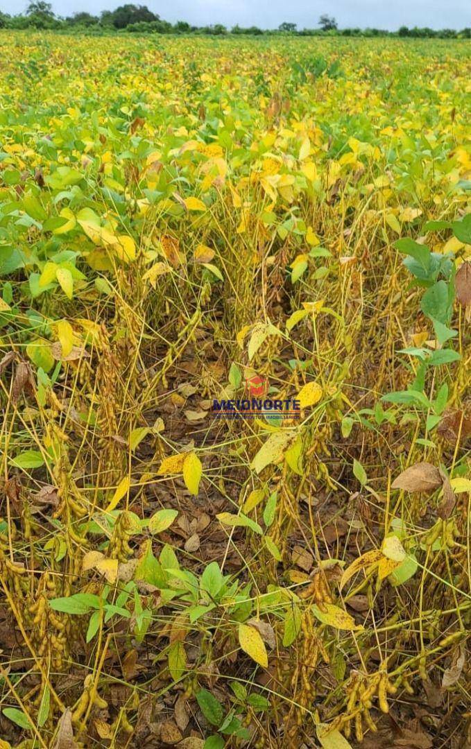 Fazenda à venda com 1 quarto, 12390000M2 - Foto 8