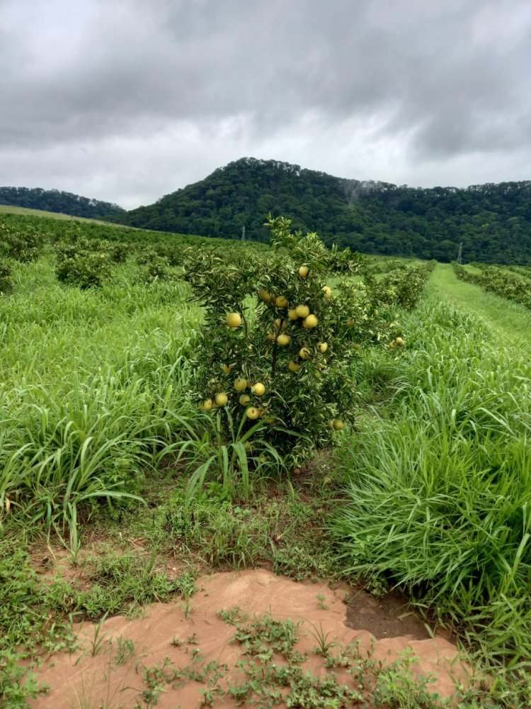 Fazenda à venda, 181m² - Foto 3