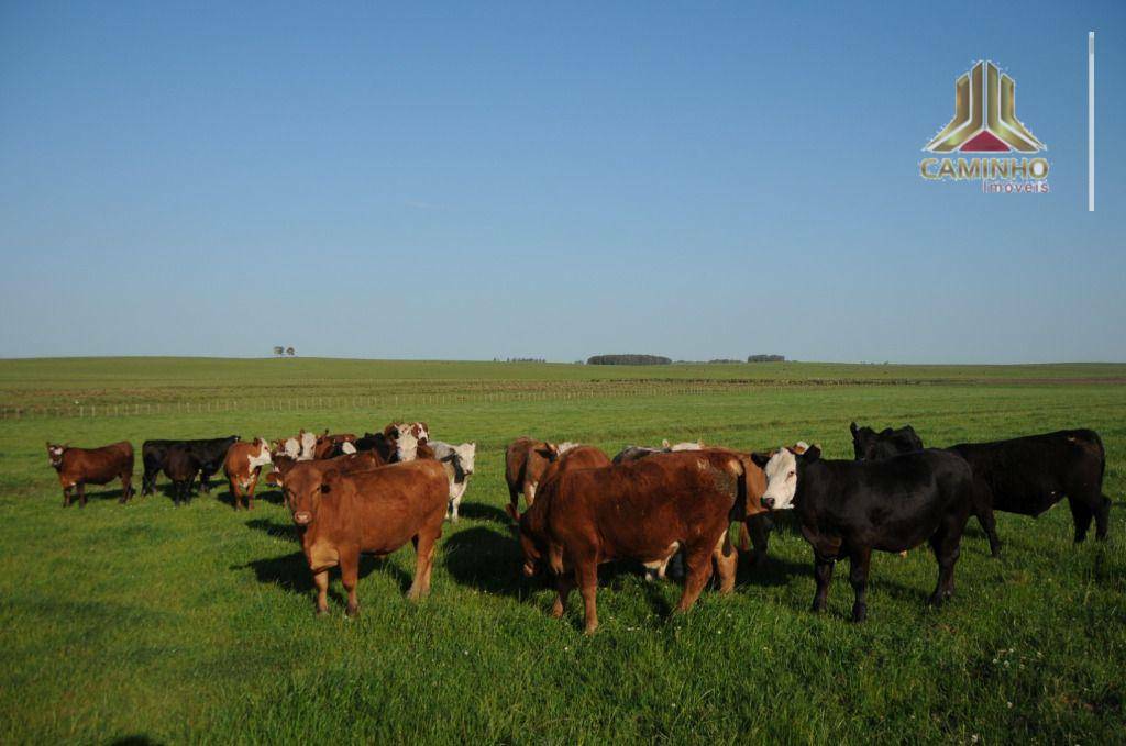 Fazenda à venda com 5 quartos, 33455000M2 - Foto 42