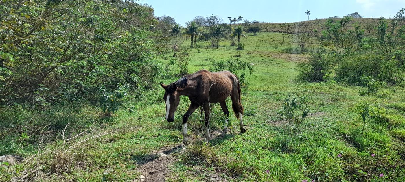 Fazenda à venda com 2 quartos, 20000m² - Foto 6