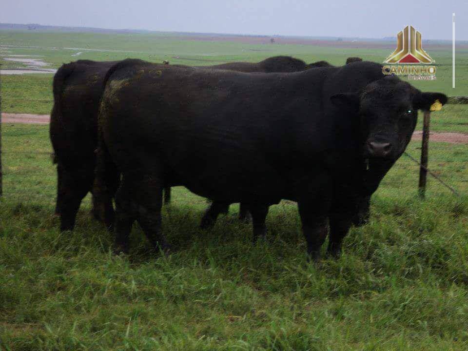 Fazenda à venda com 5 quartos, 33455000M2 - Foto 53