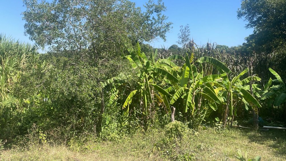 Fazenda à venda com 3 quartos - Foto 5