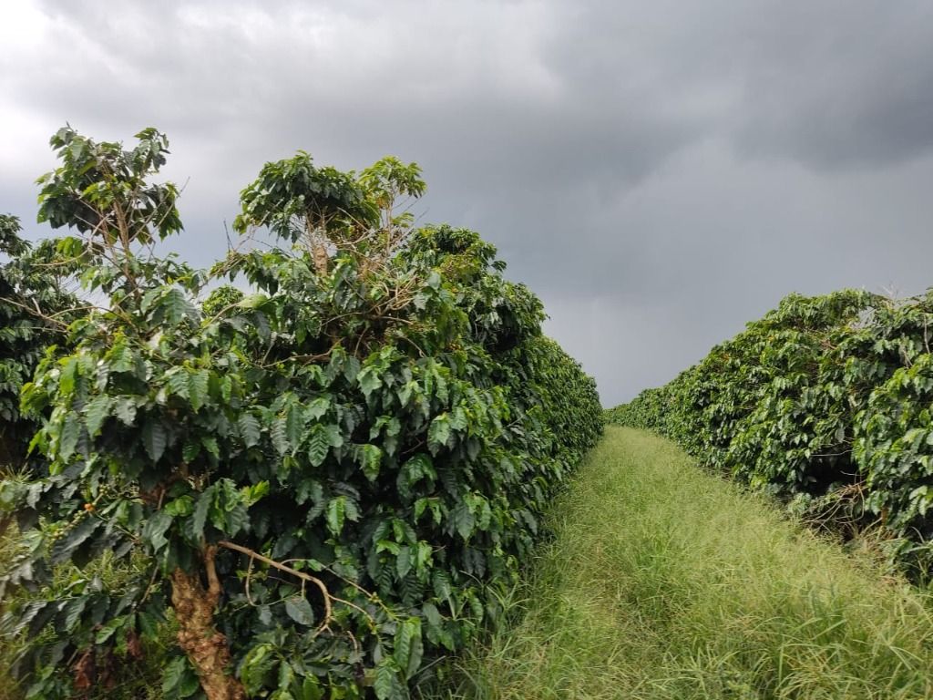 Fazenda à venda com 2 quartos, 3388000m² - Foto 6