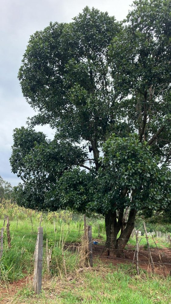 Fazenda-Sítio-Chácara, 6 hectares - Foto 2