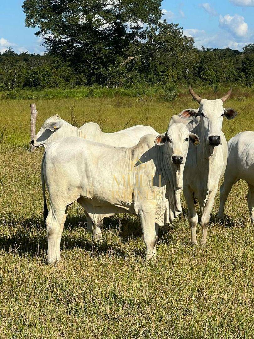 Fazenda à venda, 53380000M2 - Foto 3