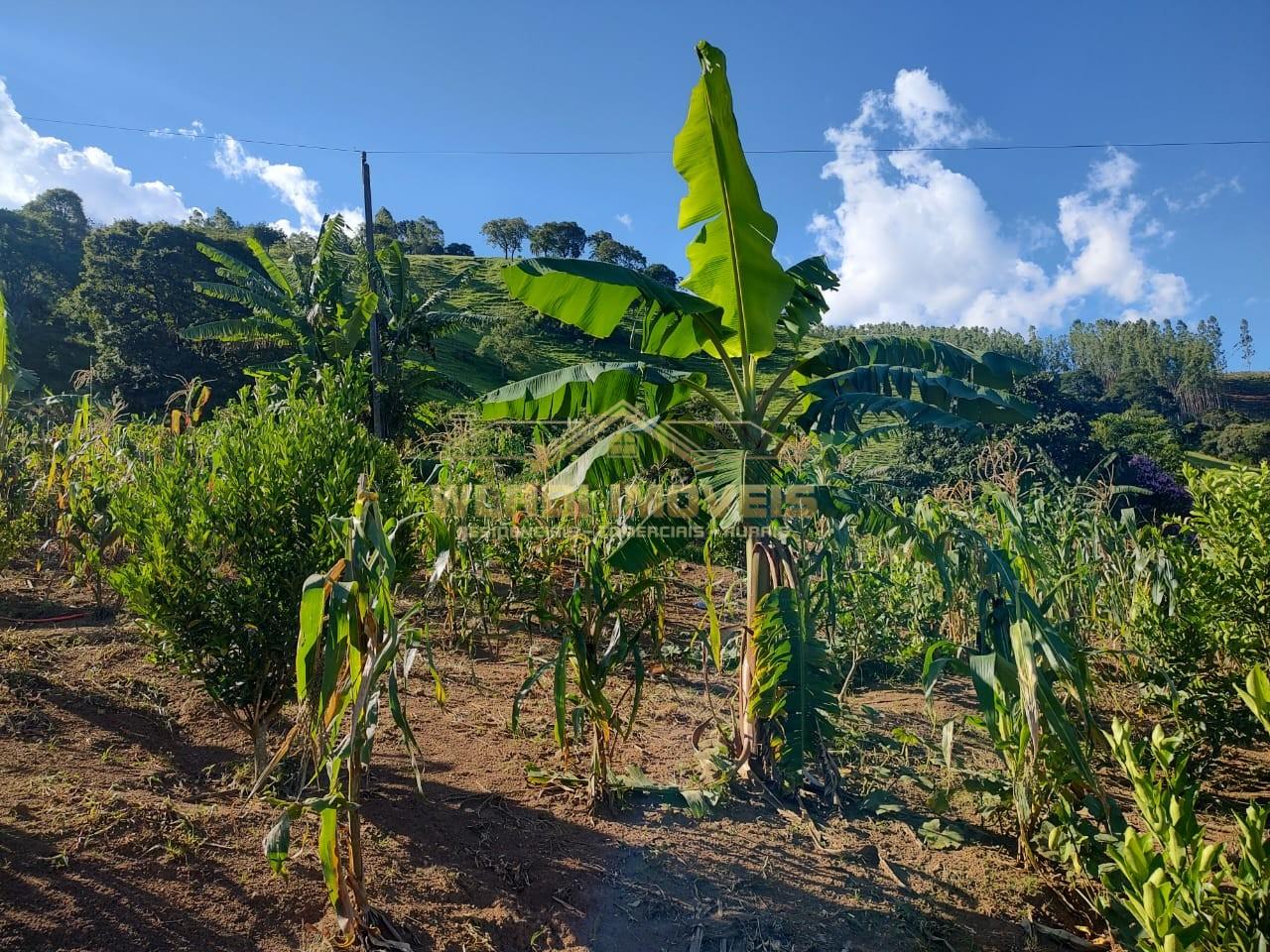 Chácara à venda, 5000m² - Foto 11