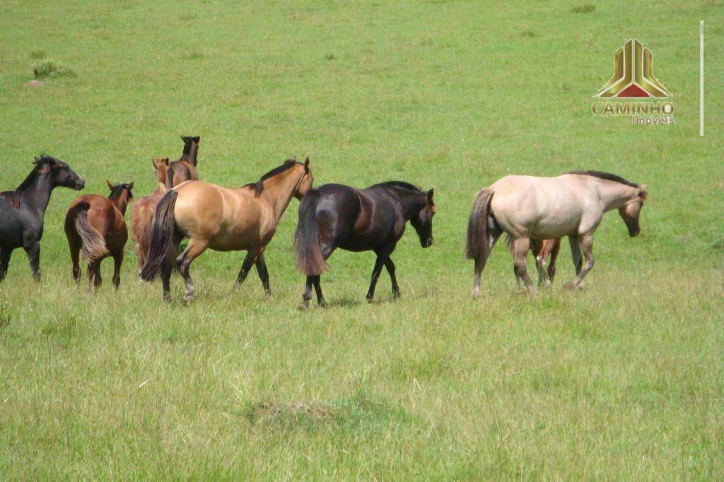 Fazenda à venda com 5 quartos, 33455000M2 - Foto 61