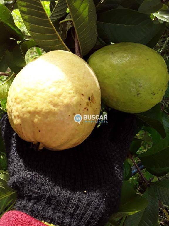 Fazenda, 44 hectares - Foto 58