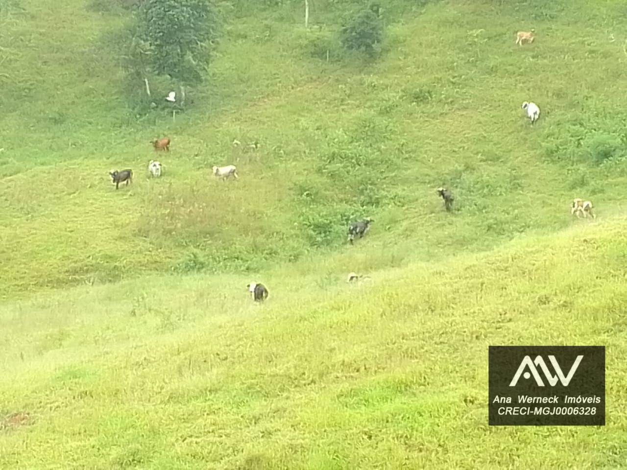 Chácara à venda com 1 quarto, 150000M2 - Foto 13