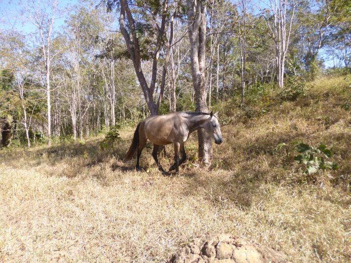 Fazenda à venda - Foto 14