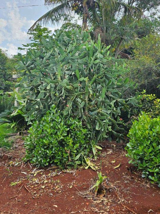 Chácara à venda com 2 quartos, 200m² - Foto 26
