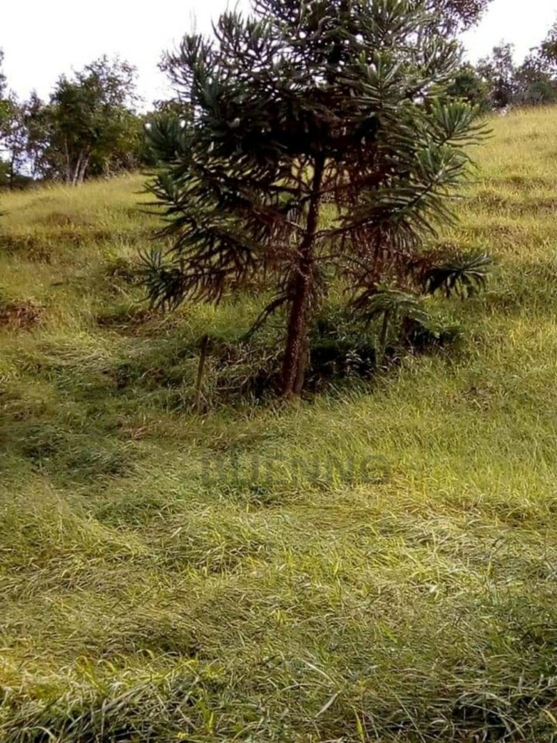 Fazenda à venda com 2 quartos, 250m² - Foto 17