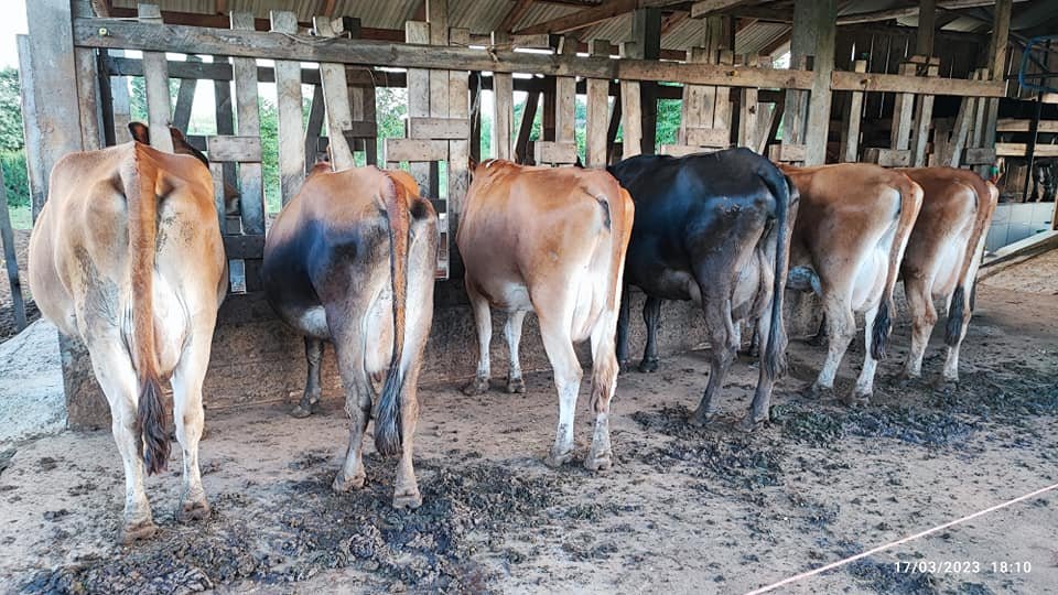 Fazenda à venda com 2 quartos, 8m² - Foto 15