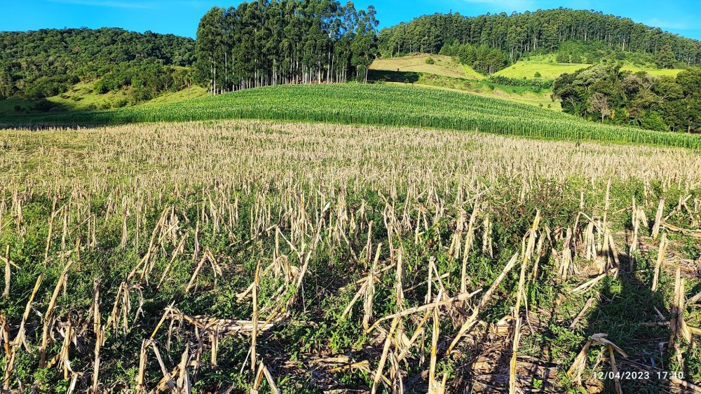 Fazenda, 24 hectares - Foto 6