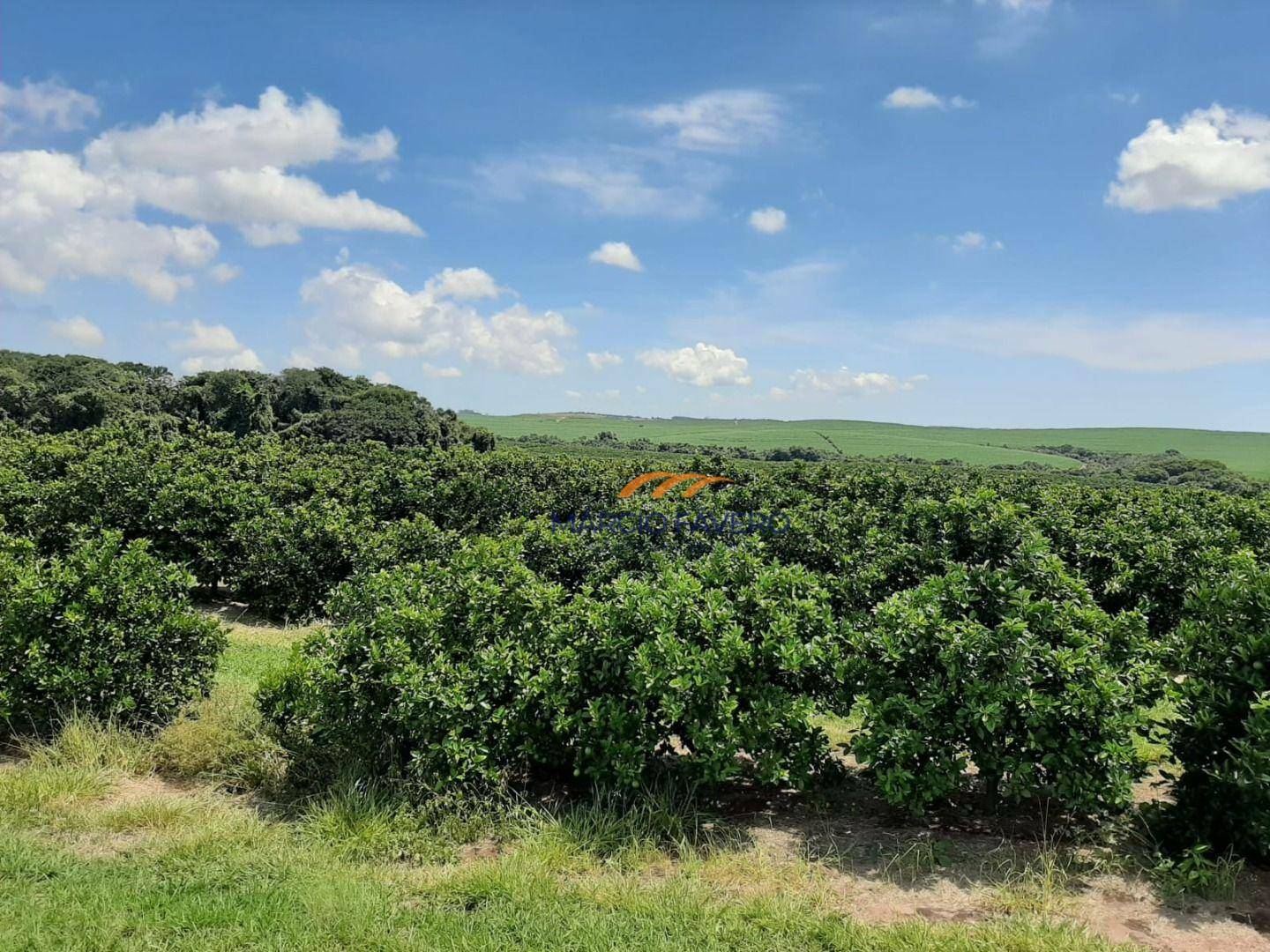 Fazenda-Sítio-Chácara, 169 hectares - Foto 4