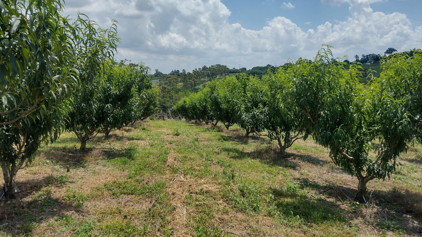 Fazenda à venda, 50000m² - Foto 9