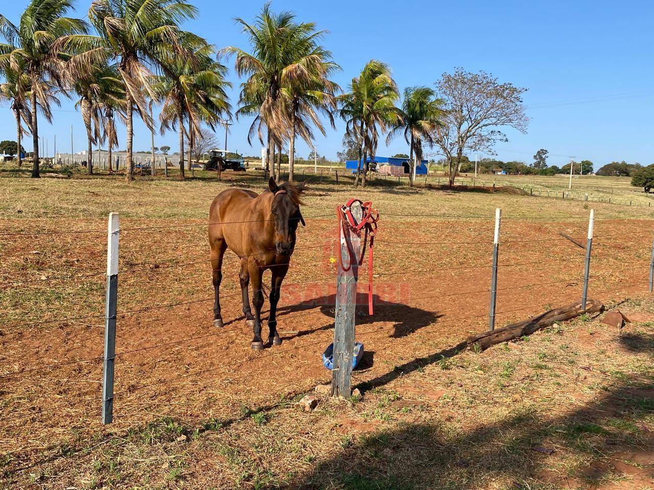 Sítio, 2 hectares - Foto 17