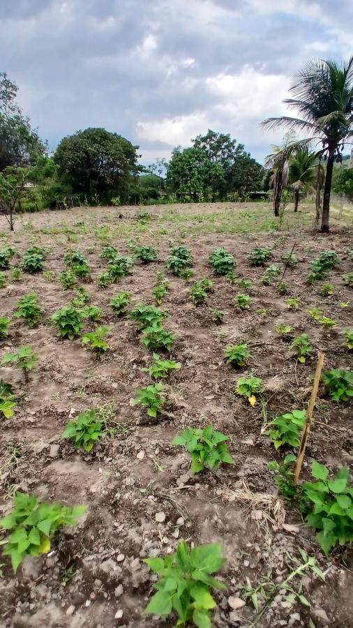 Fazenda à venda com 2 quartos, 31000m² - Foto 12