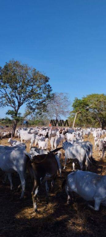 Fazenda à venda, 11567600M2 - Foto 2