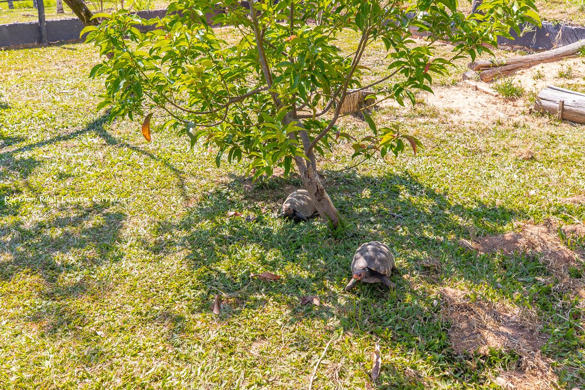 Fazenda à venda com 3 quartos, 133100m² - Foto 11