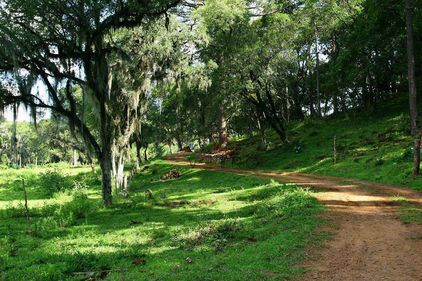 Sítio à venda com 3 quartos, 60000M2 - Foto 8