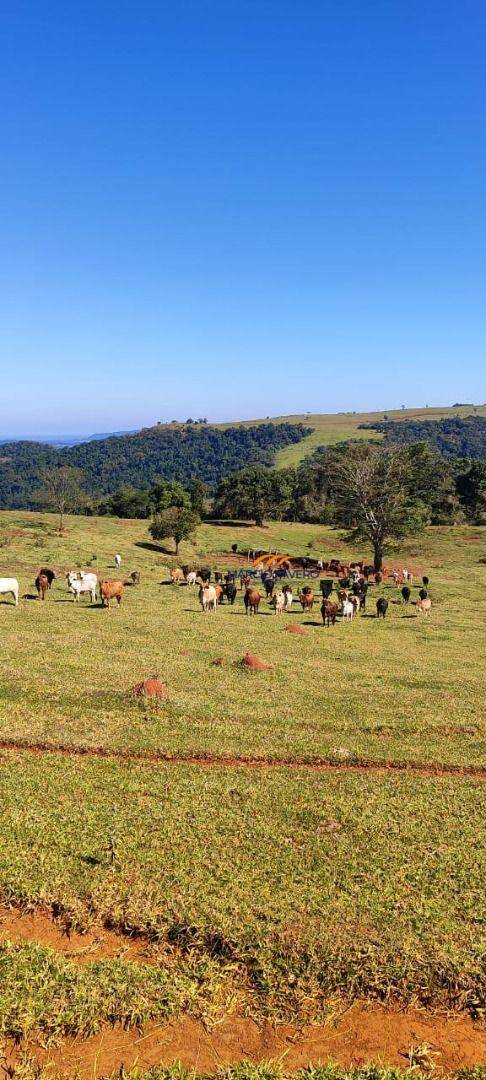 Fazenda, 289 hectares - Foto 4