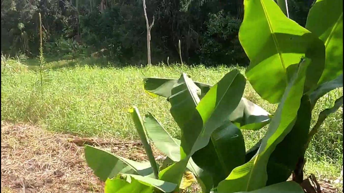 Chácara à venda com 3 quartos, 4500m² - Foto 41