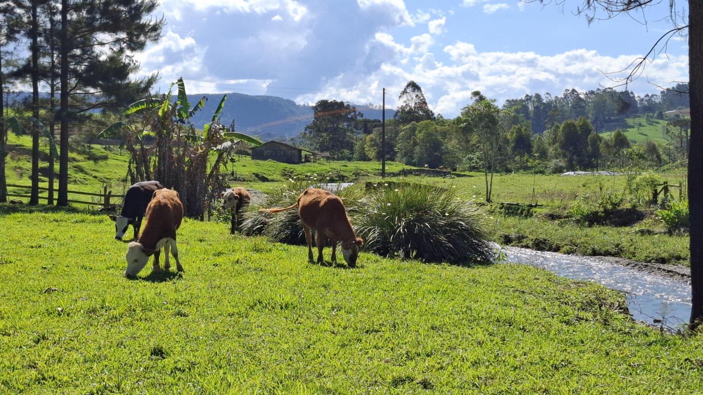 Fazenda à venda com 2 quartos, 8000m² - Foto 10