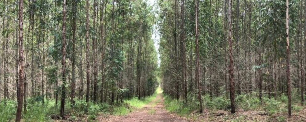 Fazenda-Sítio-Chácara, 449 hectares - Foto 5