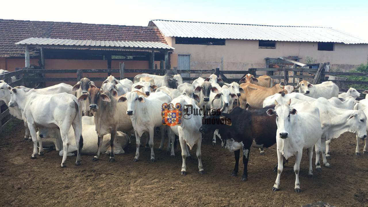 Fazenda à venda, 1258400M2 - Foto 11