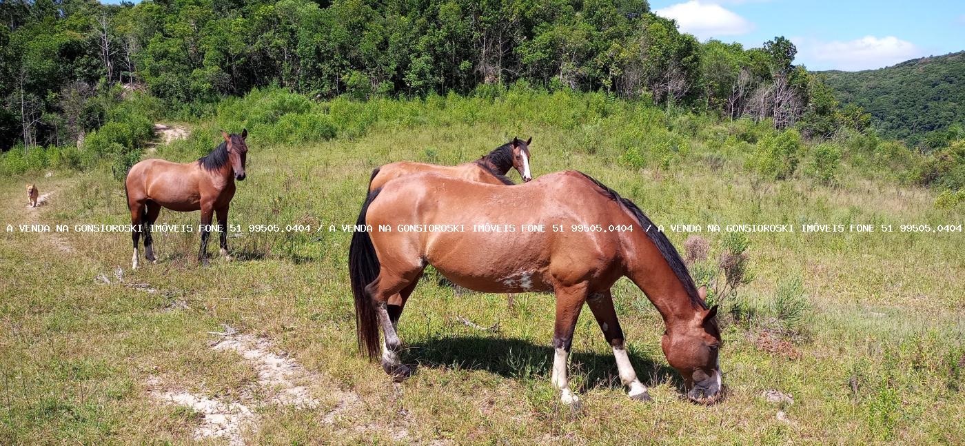 Fazenda à venda com 2 quartos, 600000m² - Foto 34