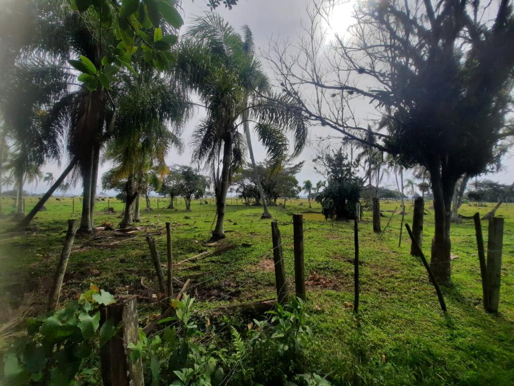 Fazenda à venda com 1 quarto, 25000m² - Foto 16