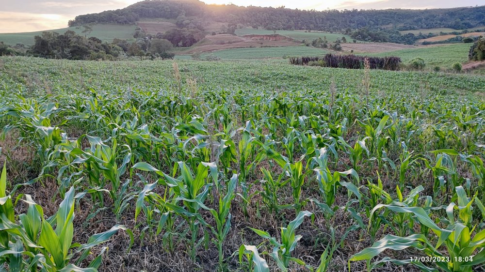 Fazenda à venda com 2 quartos, 8m² - Foto 10