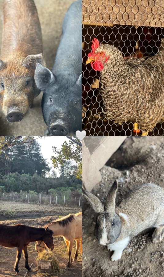 Chácara, 10000 m² - Foto 42