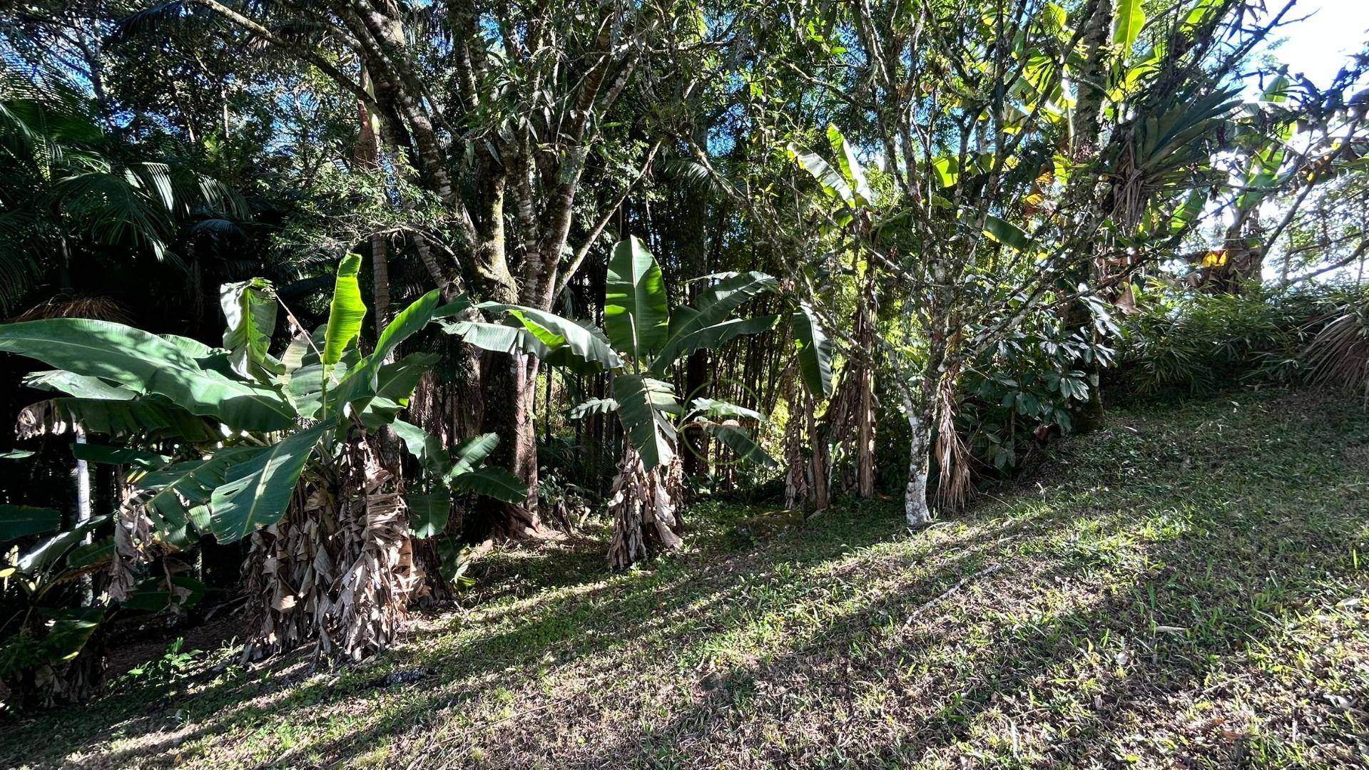 Sítio, 3 hectares - Foto 33