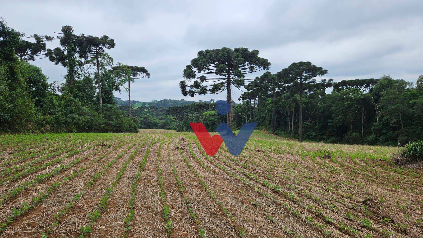 Fazenda à venda com 3 quartos, 1694000M2 - Foto 31