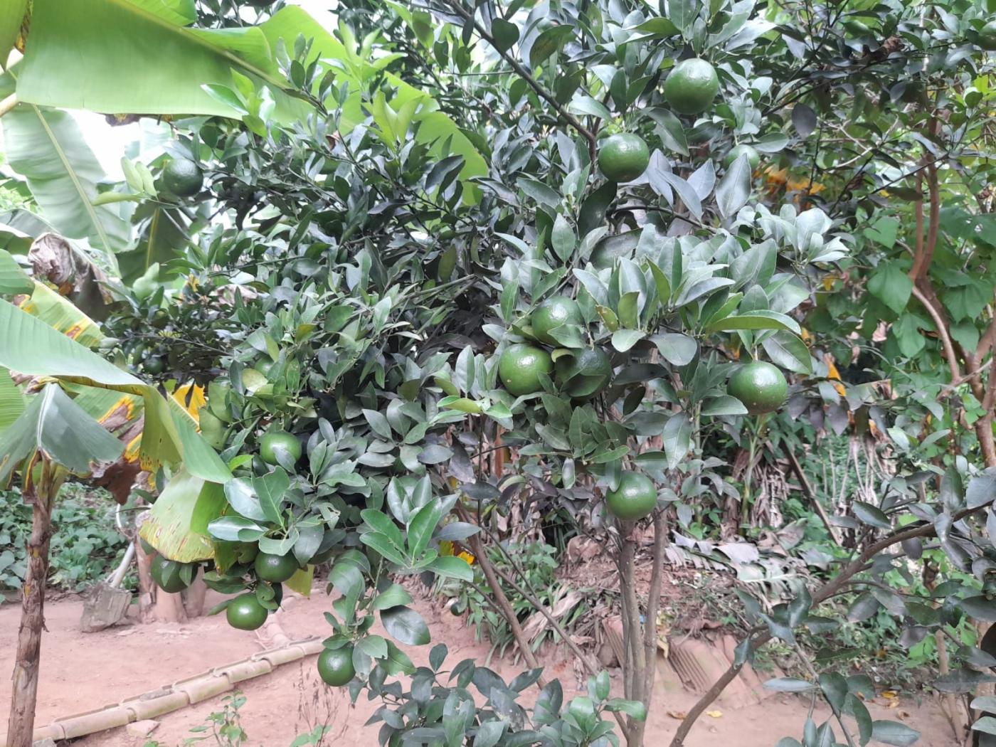Chácara à venda com 3 quartos, 1000m² - Foto 21