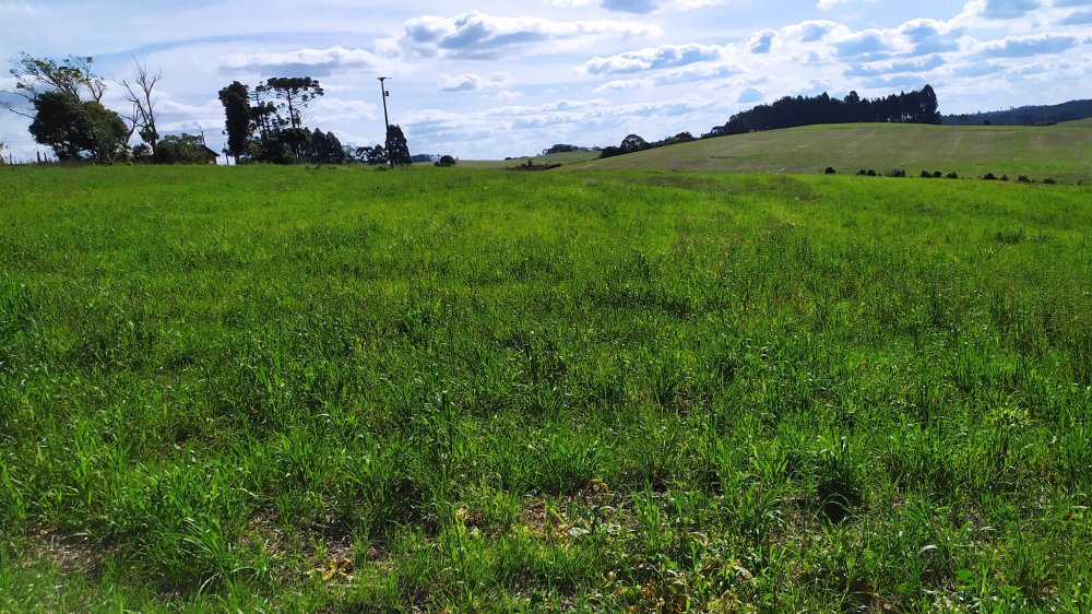 Fazenda à venda com 1 quarto, 24000m² - Foto 6