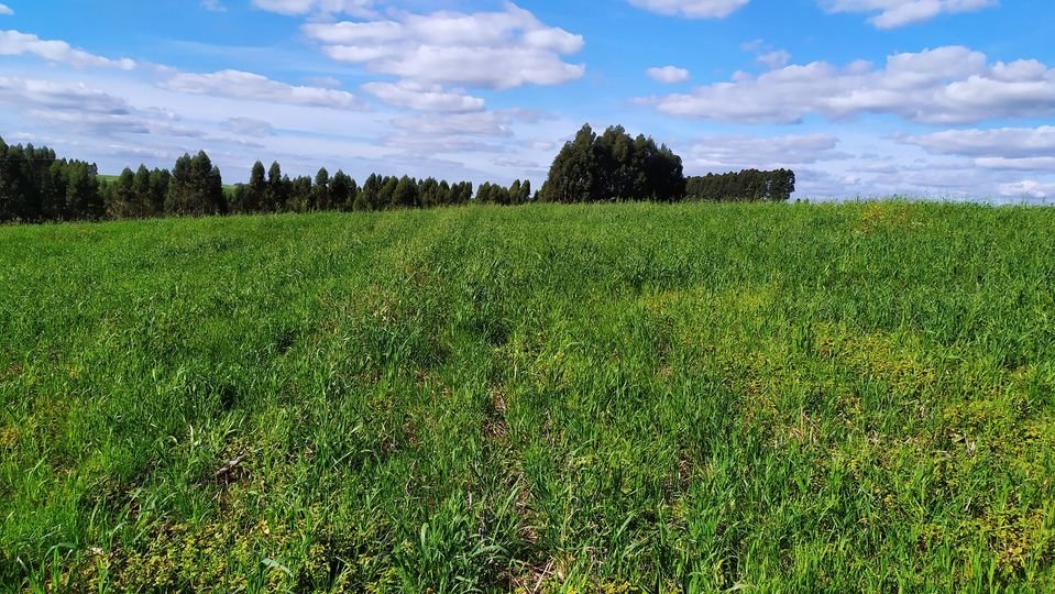 Fazenda à venda com 1 quarto, 24000m² - Foto 2