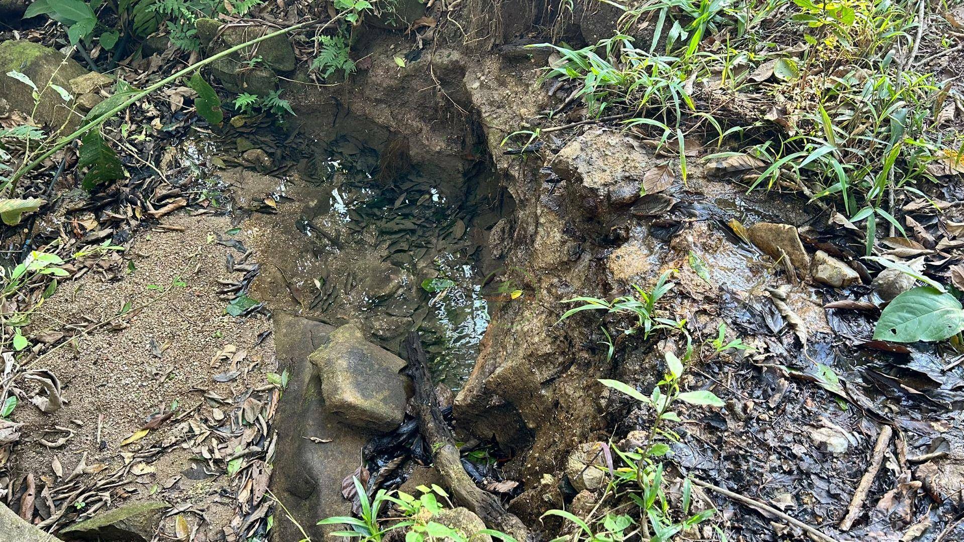 Sítio, 16 hectares - Foto 5