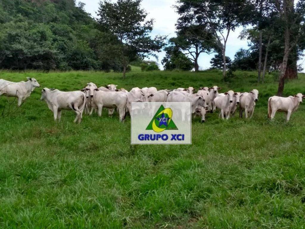 Fazenda à venda com 5 quartos, 60693600M2 - Foto 3