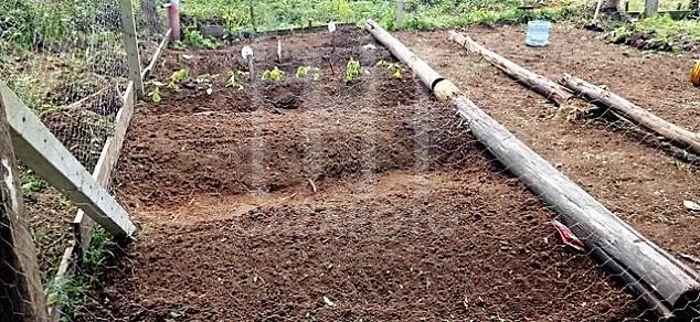 Chácara à venda com 3 quartos, 5000m² - Foto 10