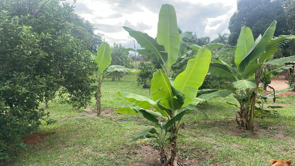 Fazenda à venda com 3 quartos, 290m² - Foto 7