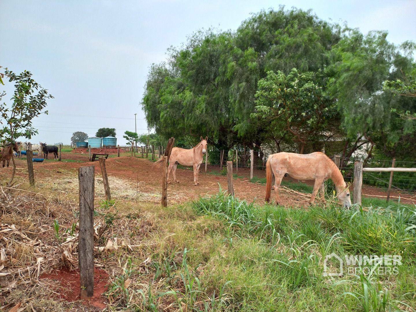 Chácara à venda com 3 quartos, 24200M2 - Foto 8