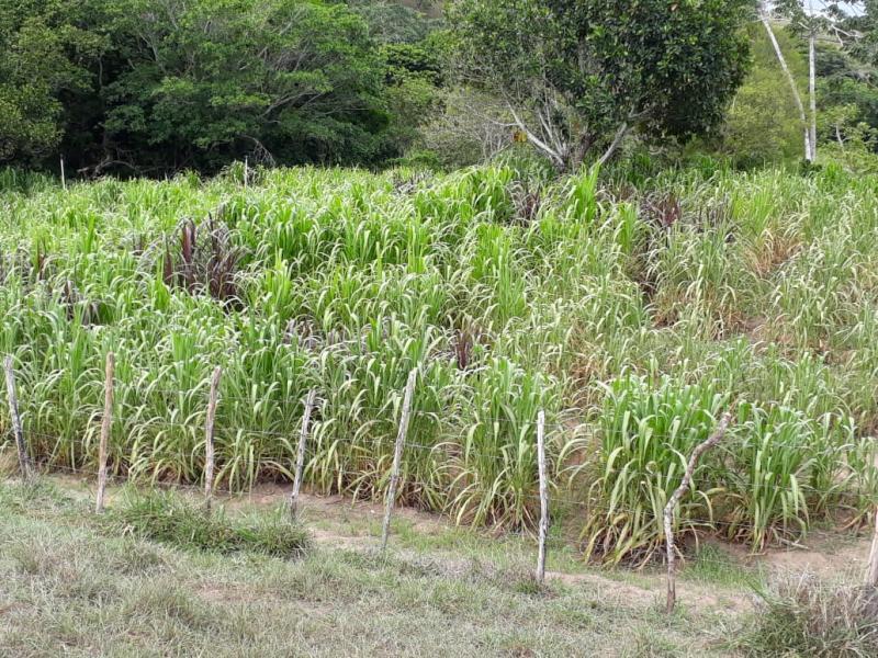 Chácara à venda - Foto 8