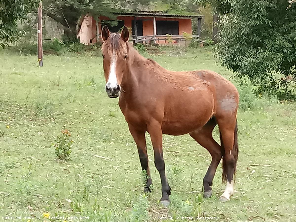 Fazenda à venda com 4 quartos, 160000m² - Foto 1