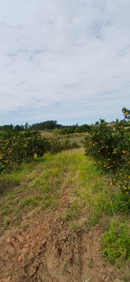 Sítio à venda com 3 quartos, 67000m² - Foto 8